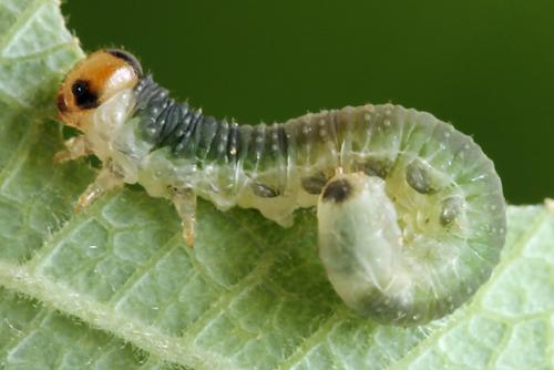 Euura sp.