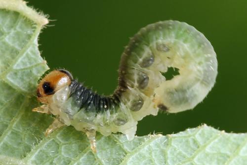 Euura sp.