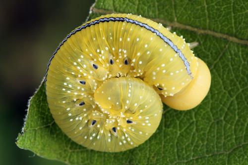 Réf. 225 134 : Cimbex luteus