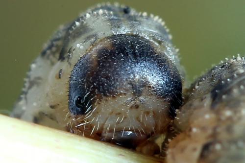 Réf. 225 020 : Rhogogaster scalaris