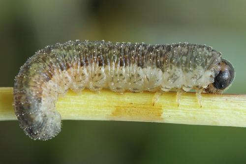 Réf. 225 021 : Rhogogaster scalaris