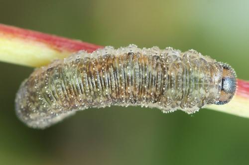 Réf. 225 022 : Rhogogaster scalaris