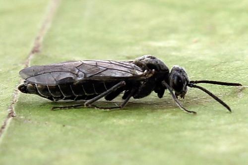 Réf. 225 366 : Oncodolerus eversmanni