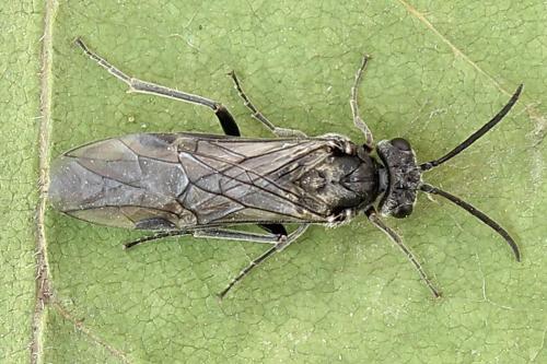 Réf. 225 367 : Oncodolerus eversmanni