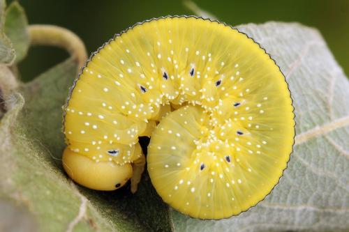 Réf. 225 136 : Cimbex luteus