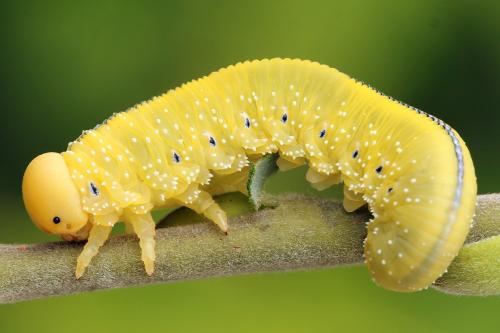 Réf. 225 138 : Cimbex luteus