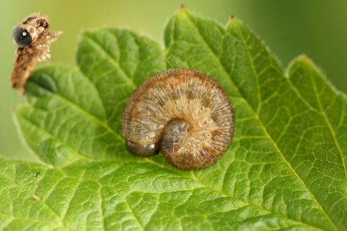 Rhogogaster scalaris
