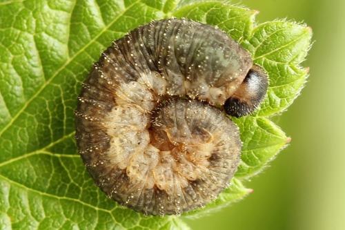 Réf. 225 024 : Rhogogaster scalaris