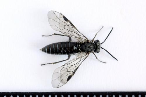 Réf. 225 368 : Oncodolerus eversmanni
