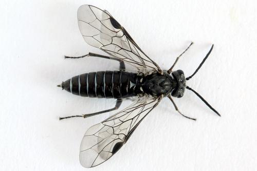 Oncodolerus eversmanni