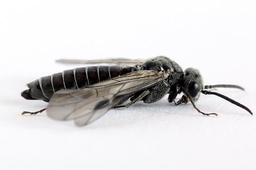 Réf. 225 370 : Oncodolerus eversmanni
