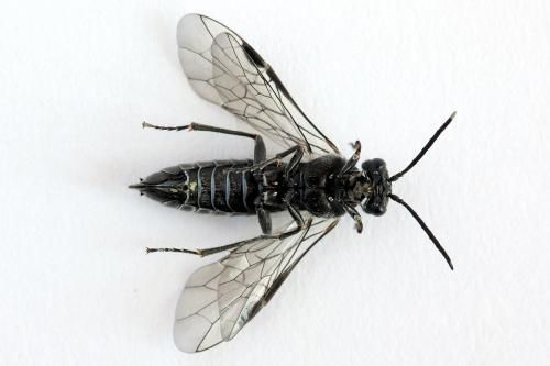 Oncodolerus eversmanni