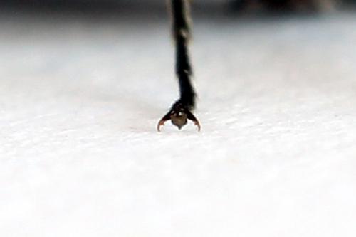 Oncodolerus eversmanni