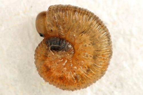 Rhogogaster scalaris
