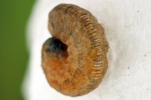 Réf. 225 049 : Rhogogaster scalaris