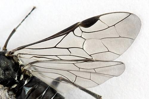 Réf. 225 373 : Oncodolerus eversmanni