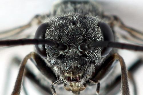 Oncodolerus eversmanni