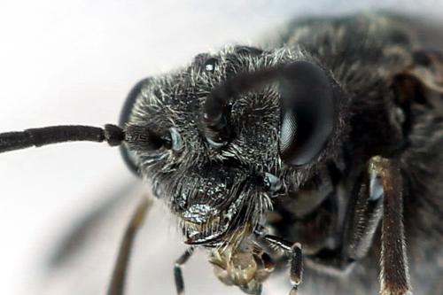 Réf. 225 375 : Oncodolerus eversmanni