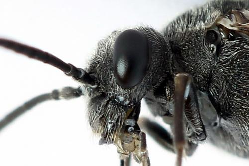 Réf. 225 376 : Oncodolerus eversmanni