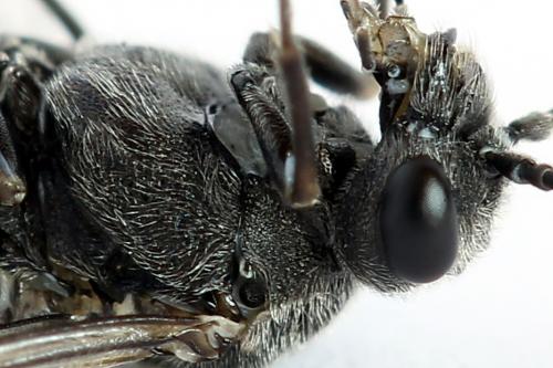 Réf. 225 377 : Oncodolerus eversmanni