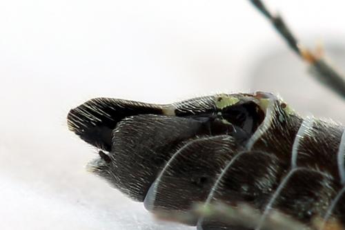 Réf. 225 379 : Oncodolerus eversmanni