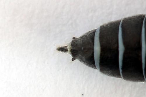 Réf. 225 378 : Oncodolerus eversmanni