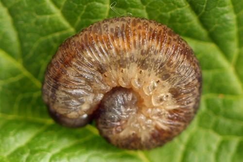 Réf. 225 026 : Rhogogaster scalaris