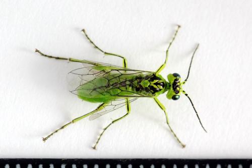 Rhogogaster chlorosoma