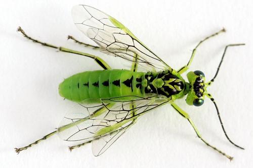 Réf. 225 005 : Rhogogaster chlorosoma