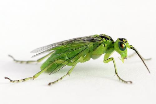 Réf. 225 006 : Rhogogaster chlorosoma