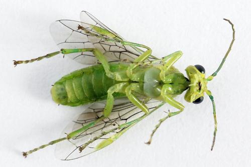 Rhogogaster chlorosoma