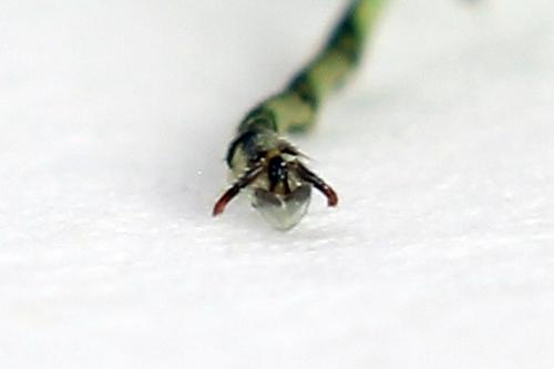 Réf. 225 008 : Rhogogaster chlorosoma