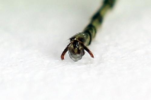 Réf. 225 009 : Rhogogaster chlorosoma