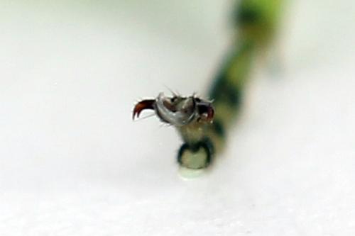 Rhogogaster chlorosoma
