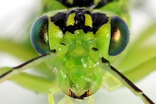 Rhogogaster chlorosoma