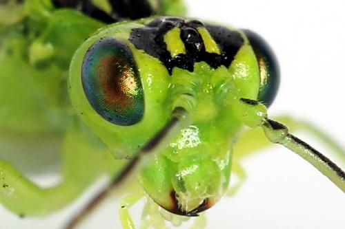 Réf. 225 012 : Rhogogaster chlorosoma