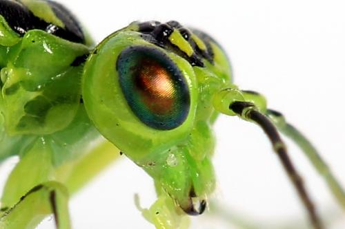 Réf. 225 013 : Rhogogaster chlorosoma