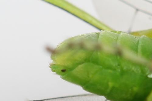 Réf. 225 014 : Rhogogaster chlorosoma