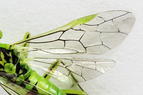 Réf. 225 015 : Rhogogaster chlorosoma