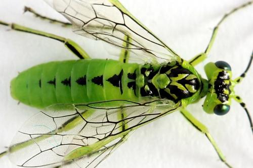 Réf. 225 016 : Rhogogaster chlorosoma