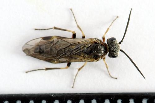 Réf. 225 886 : Loderus gilvipes