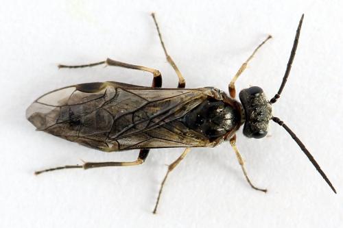 Réf. 225 887 : Loderus gilvipes