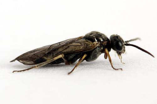 Réf. 225 888 : Loderus gilvipes