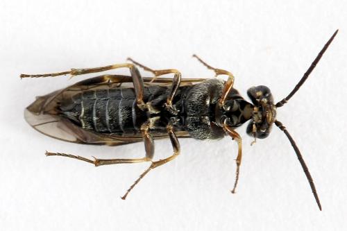 Réf. 225 889 : Loderus gilvipes