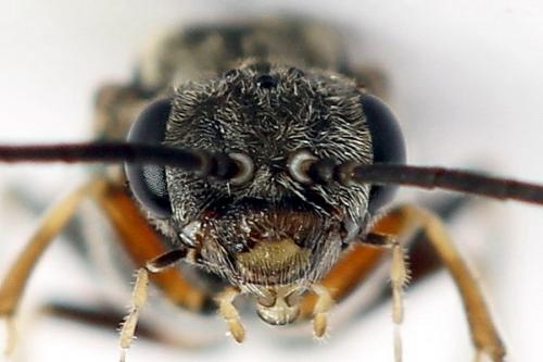 Réf. 225 892 : Loderus gilvipes