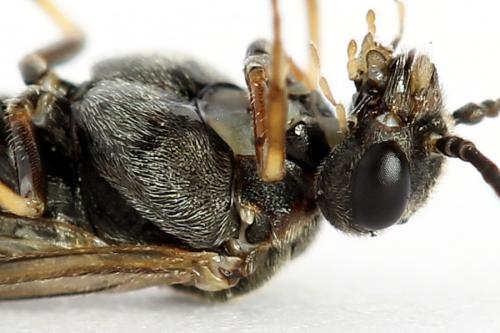 Réf. 225 894 : Loderus gilvipes