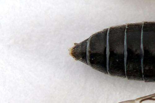 Réf. 225 896 : Loderus gilvipes