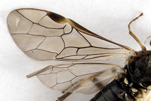 Réf. 225 897 : Loderus gilvipes