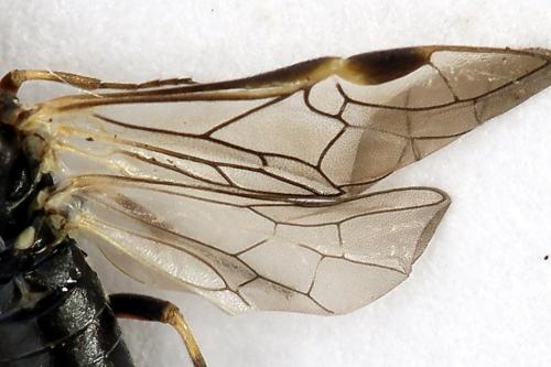 Réf. 225 898 : Loderus gilvipes