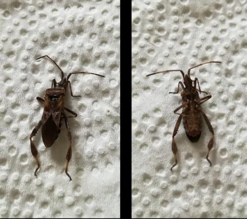Leptoglossus occidentalis